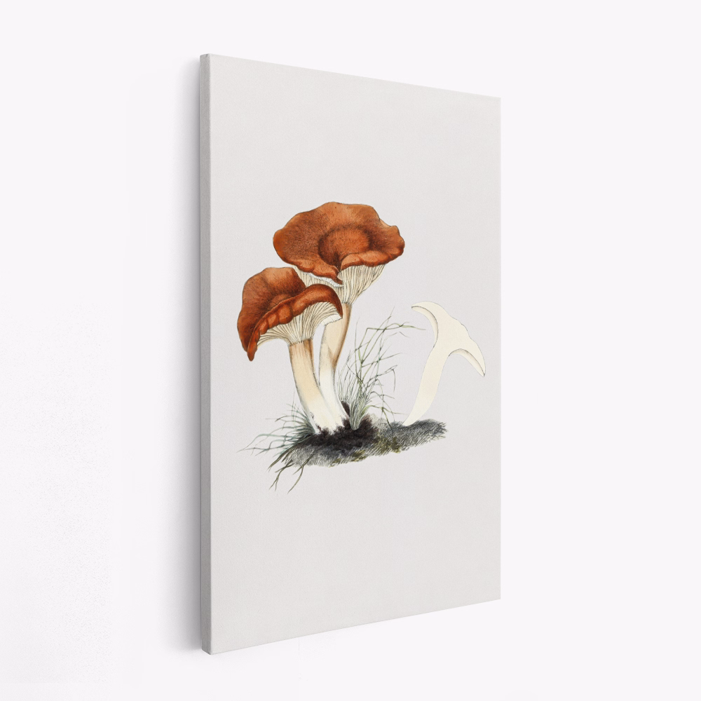 Toile - Hand Drawn Rufous Milkcap Mushroom