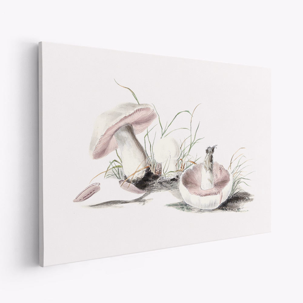 Toile - Hand Drawn Field Mushroom