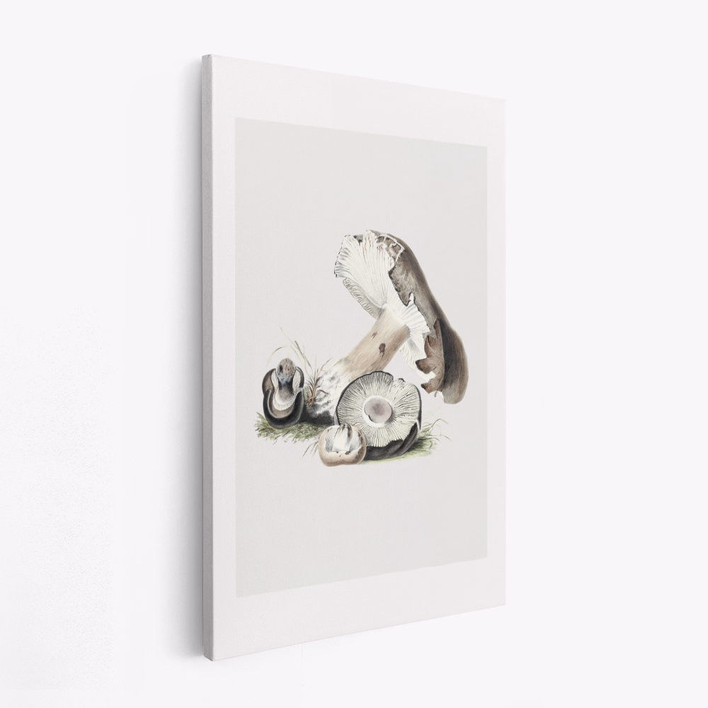 Toile - Vintage Agaricus Augustus Mushroom 50x70