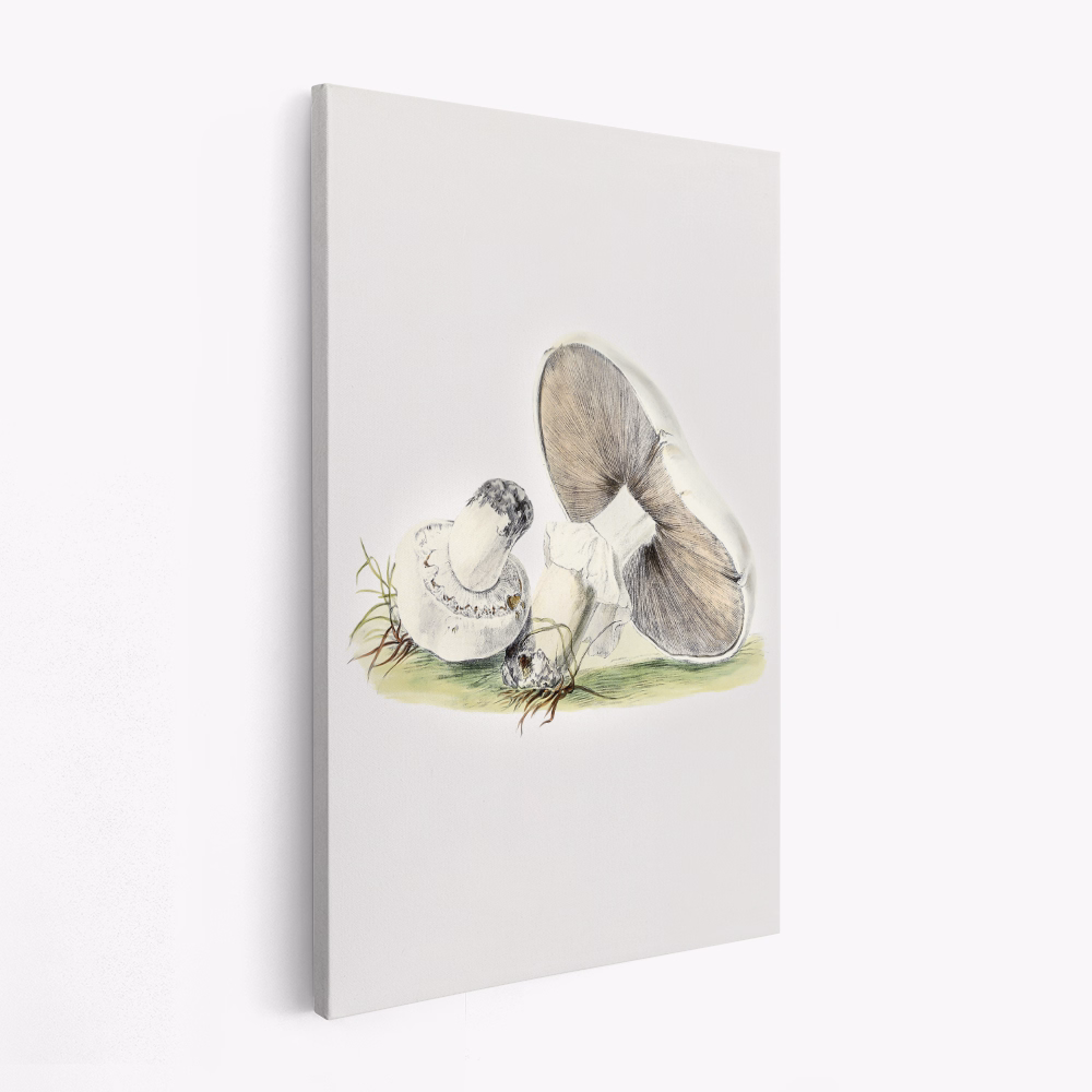 Toile - Hand Drawn Horse Mushroom Standing